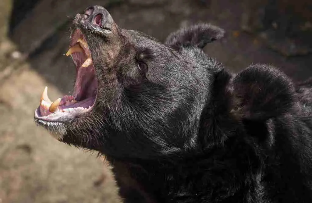An Aggressive Black Bear