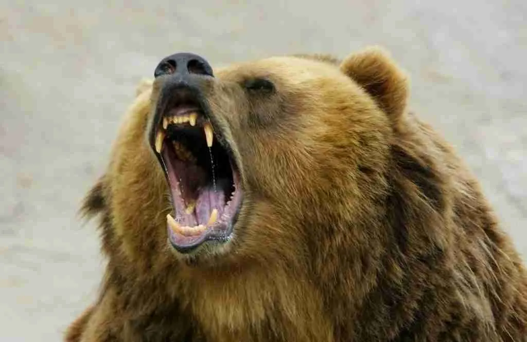 An Aggressive Brown Bear 