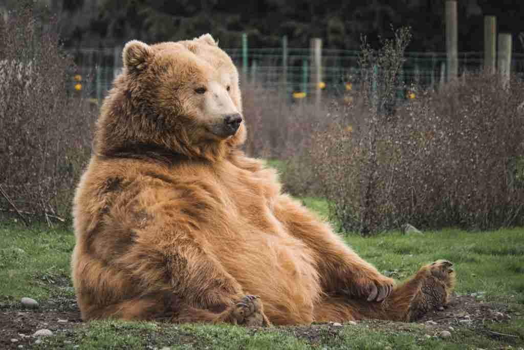 A Grizzly Bear - Warm-Blooded Bear Species 
