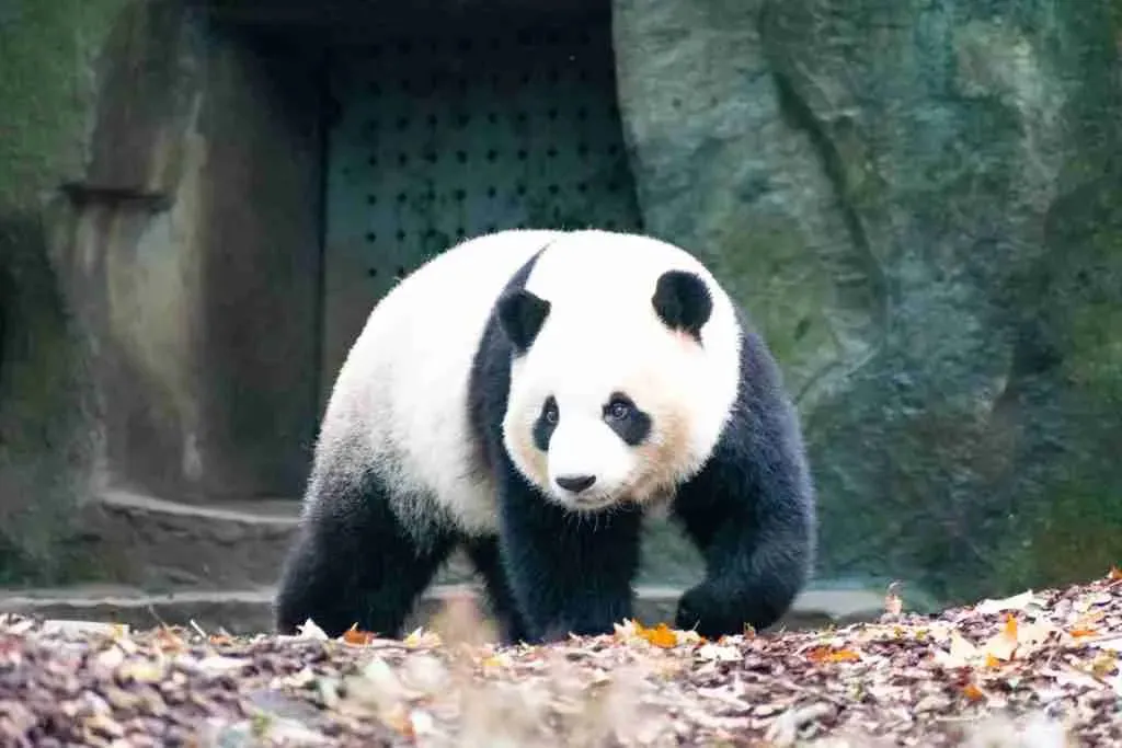 A Giant Panda - Warm-Blooded Bear Species 