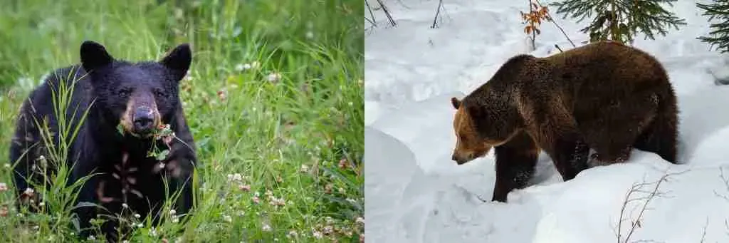 Black Bears and Brown Bears - Two Different Bear Species That Cannot Mate Themselves and Produce Hybrids