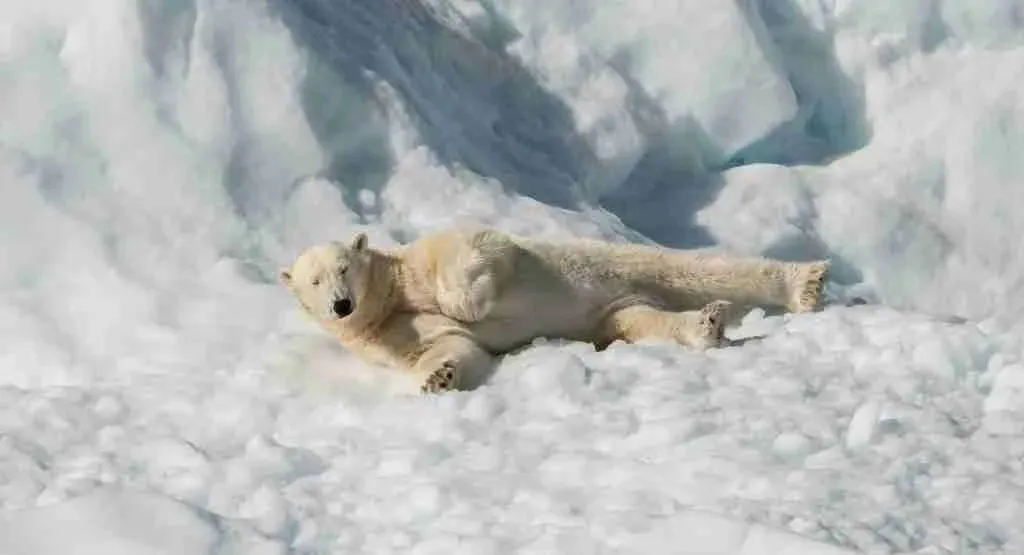 A Polar Bear Enjoying the Snow All By Itself 