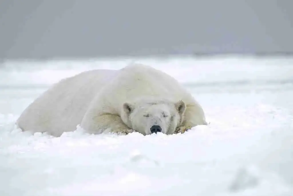 A Polar Bear Sleeping 