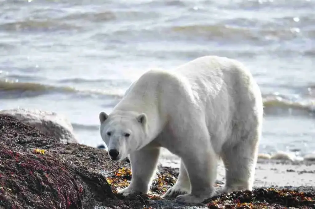 A Polar Bear Under Warmer Climate