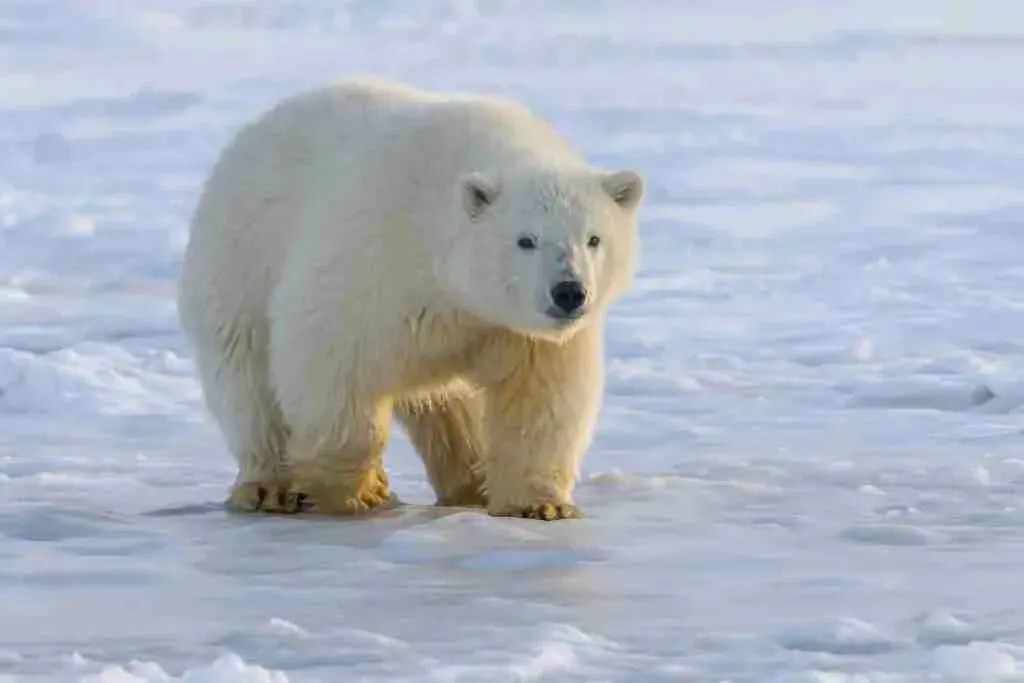 A Large Polar Bear Walking on Sea Ice