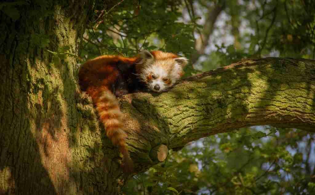 A Red Panda's Long, Brushy Ring-Tail