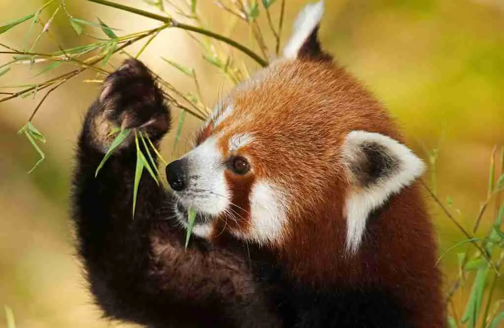 A Cute red Panda Eating Bamboo