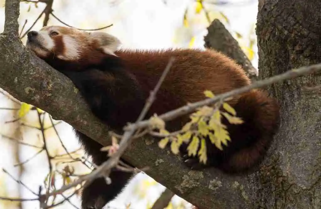 Red Panda Resting on a Tree