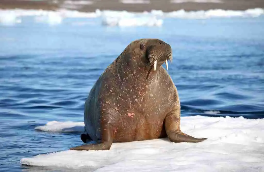 A Walrus on Sea Ice
