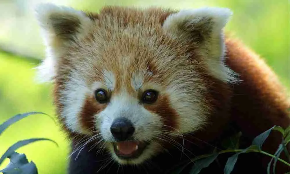  A Cute Red Panda's Beautiful Facial Pattern