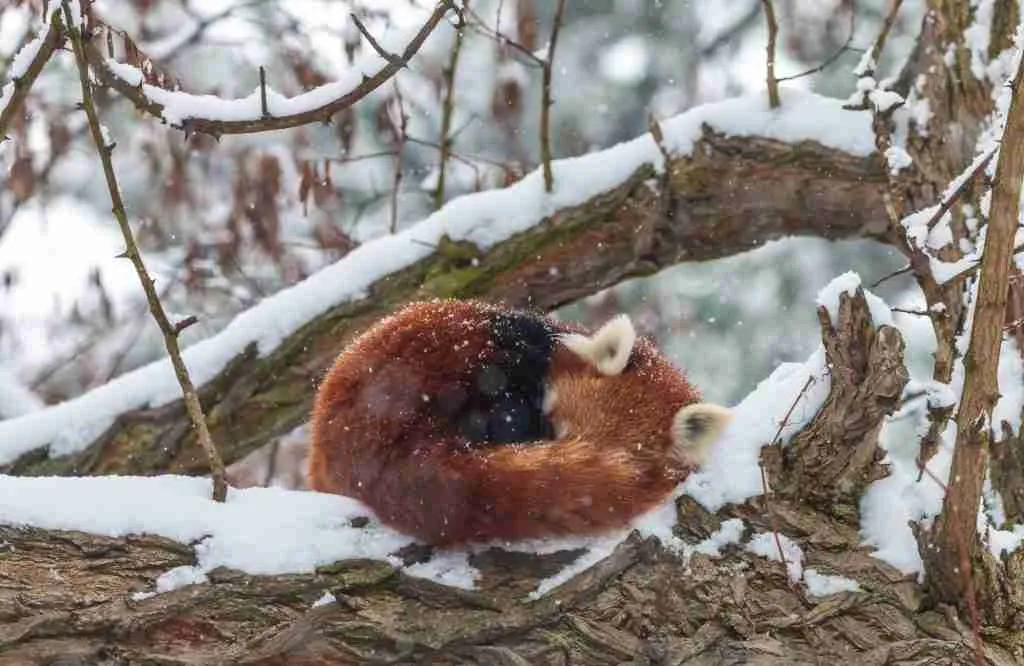 Red Panda in Snowy Habitat Wrapping itself With Its Long Tail
