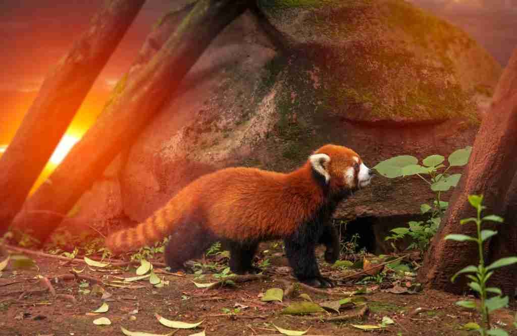 Red Panda Walking Around During Sunset