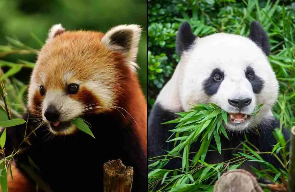Red Panda and Giant Panda - Similar But not Related