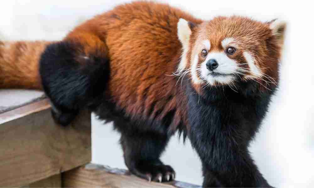 Red Panda (Ailurus fulgens) The Original Pandas