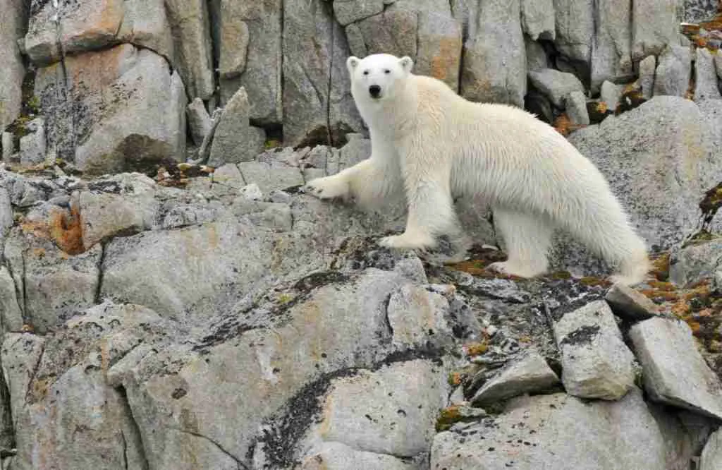 A Polar Bear Climbing a Cliff