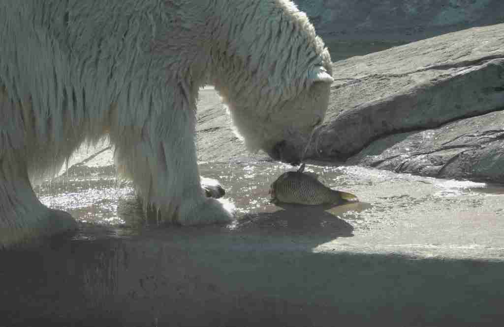 Polar Bear Eating Fish