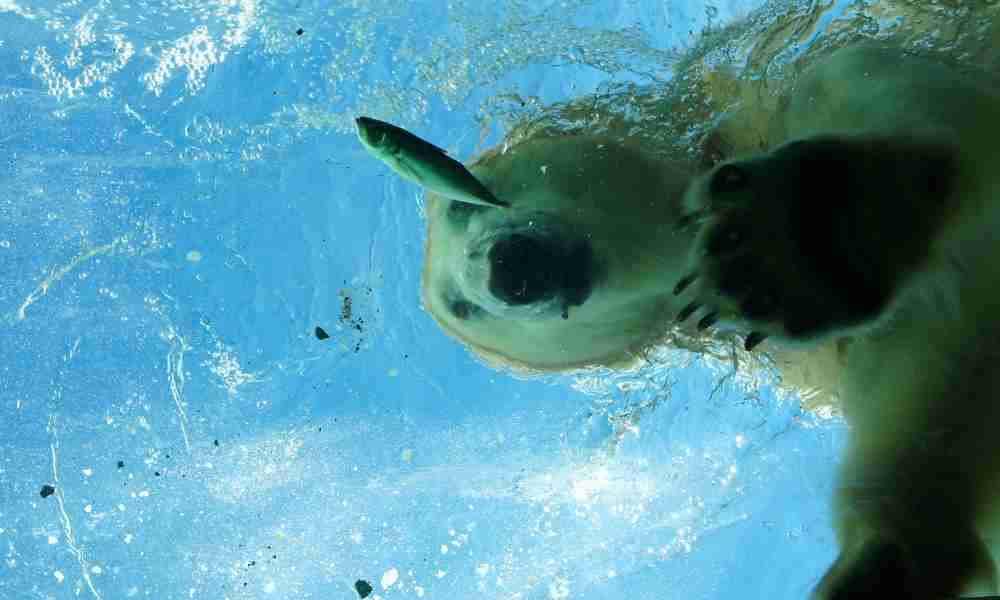 A Polar Bear Diving to Catch a Fish