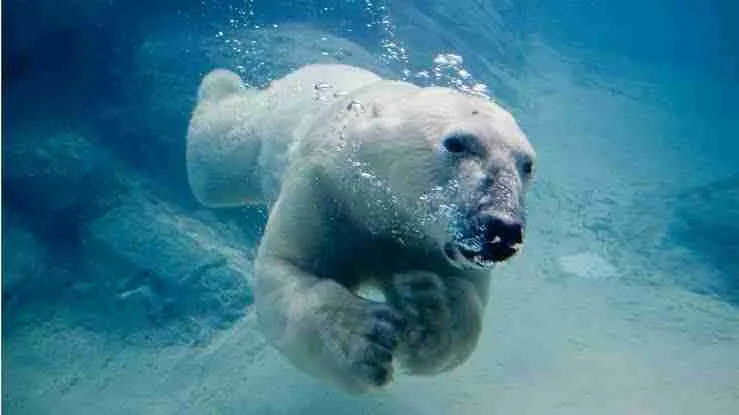 A Polar Bear Struggling Not to Drown
