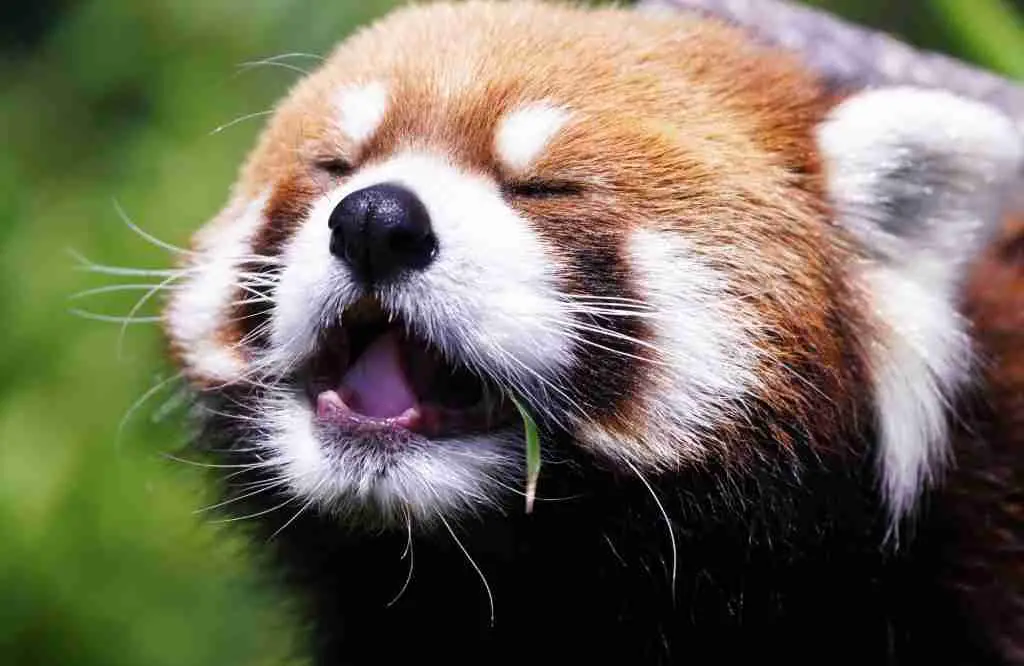 Close View of  a Red Pandas Facial Features