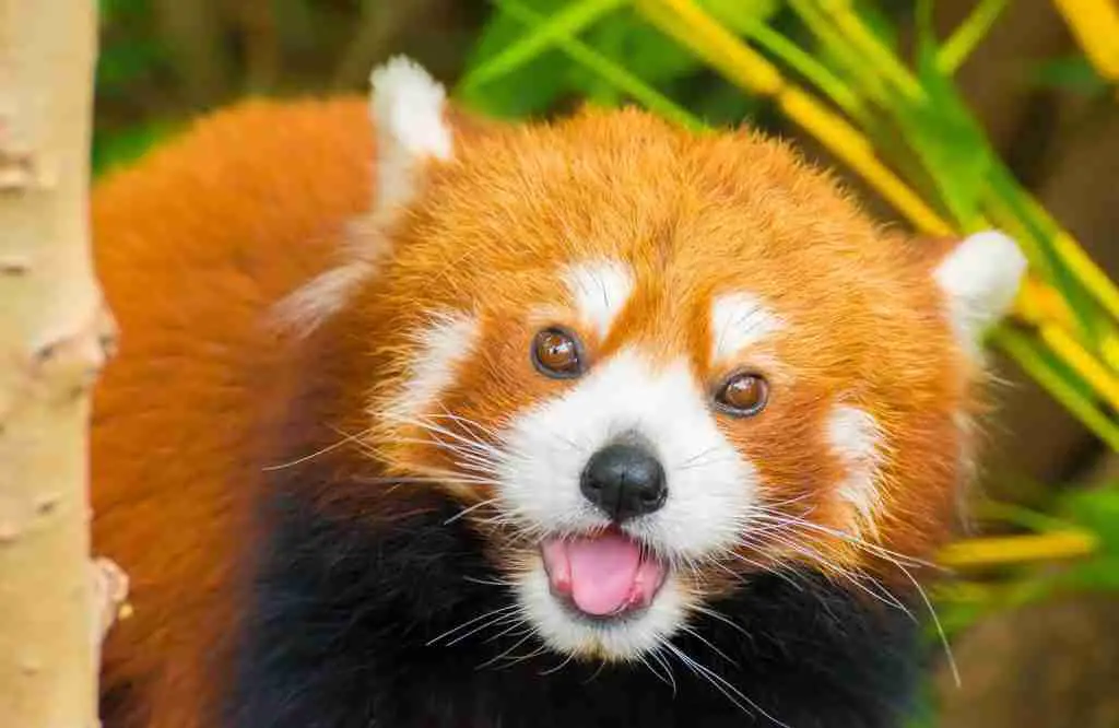 A Red Panda With Its Mouth Wide Open Making Crying Sounds