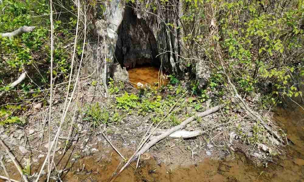 Photo of a hollow tree where red pandas drink