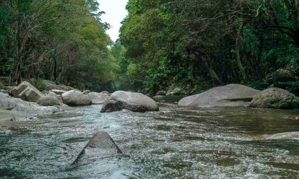 Photo of a river as where red pandas drink