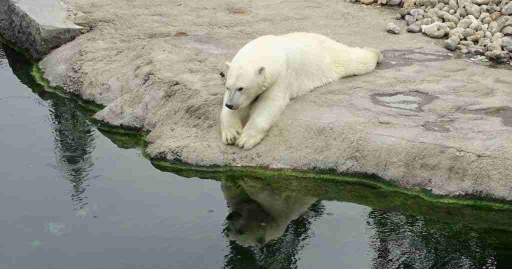 A Polar Bear Stalking