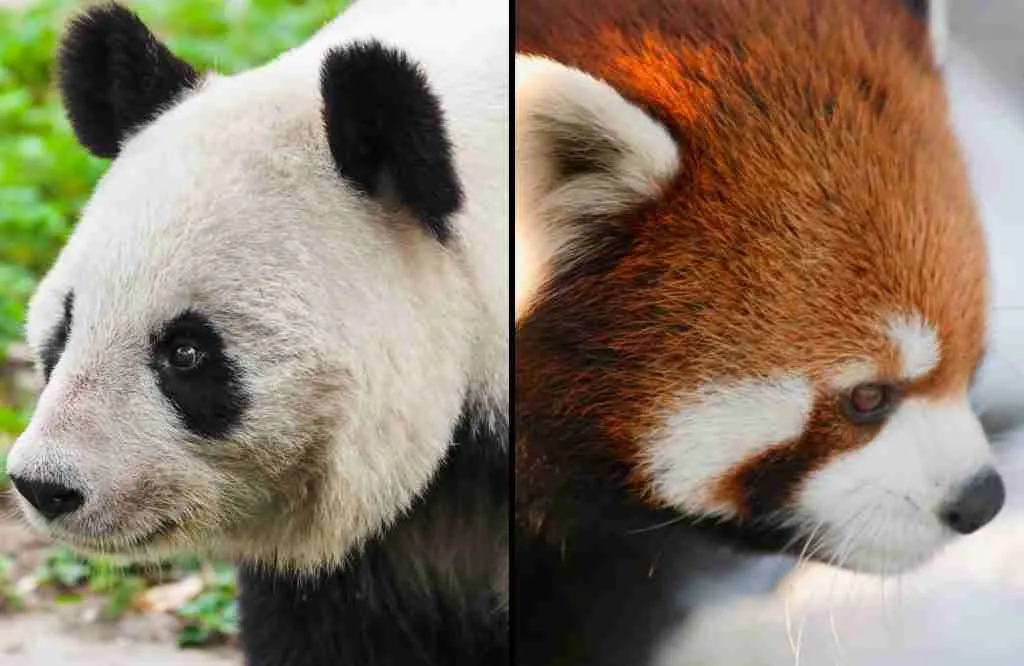 Giant Panda Vs. Red Panda Vision