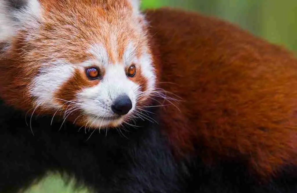 A Red Panda's Brown Eyes