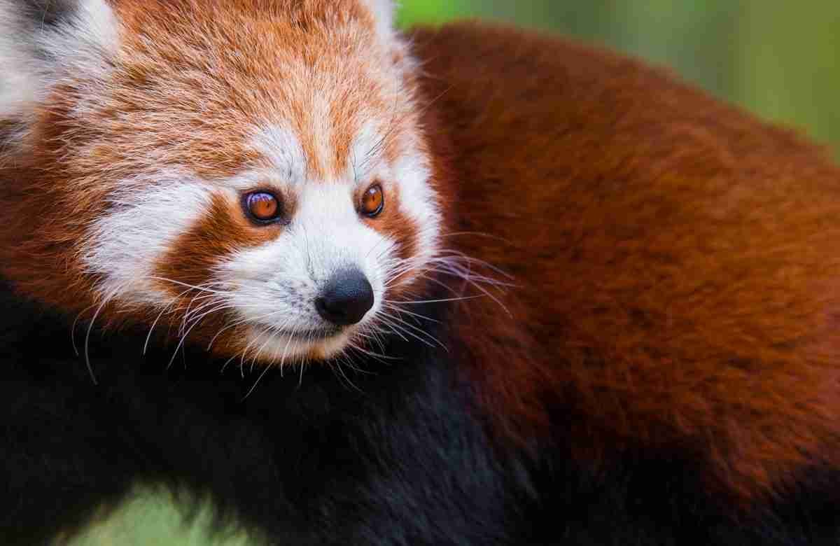 7 Facts About Red Pandas’ Vision (Explained!) BestofPanda