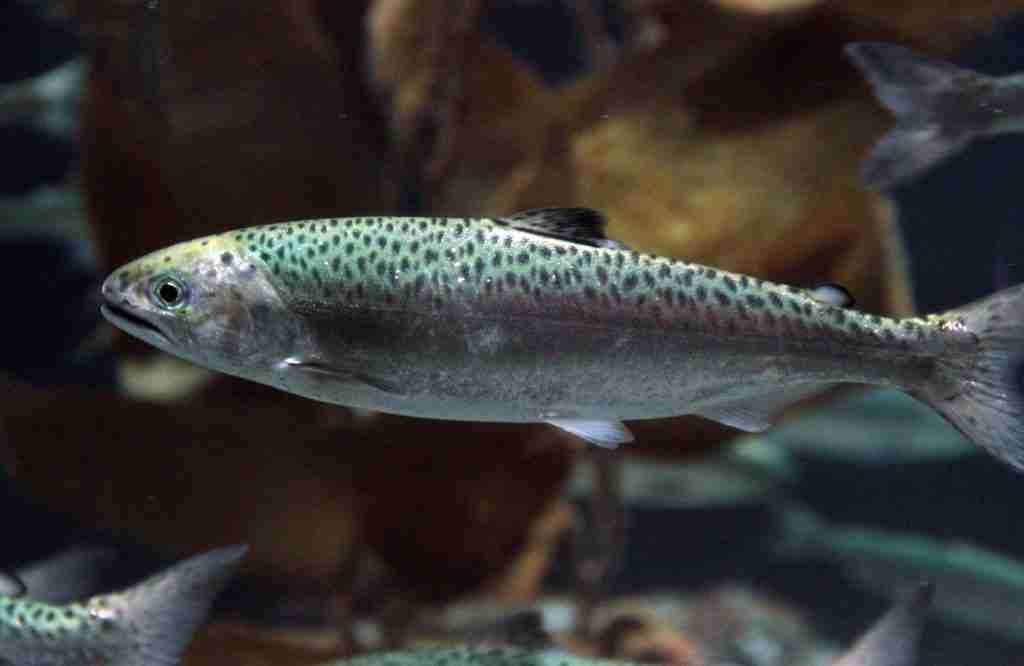 Artic Char in Water - A Fish Polar Bears Can Eat