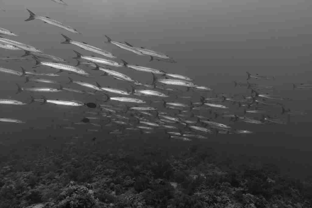 White Fish Swimming = A Kind of Fish Polar Bears Can Eat