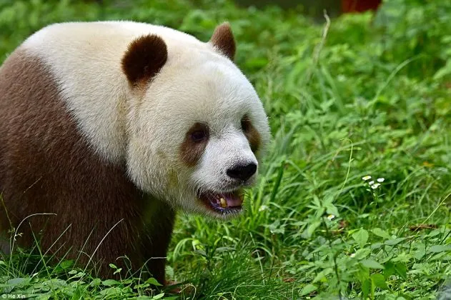 An image of a Qinling panda eating bamboo