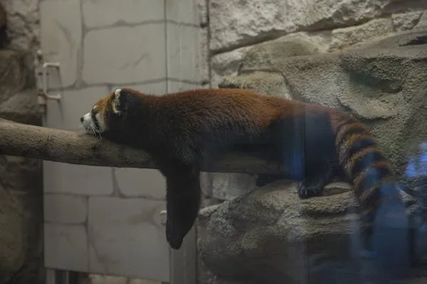 Red Panda Sleeping Carefree