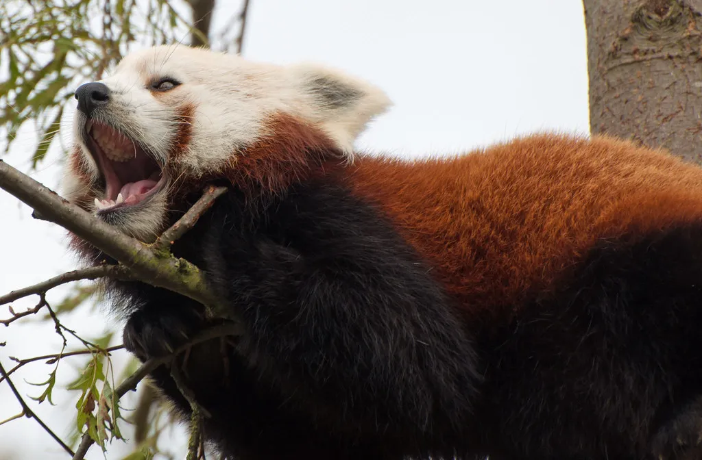 An image showing red panda's teeth