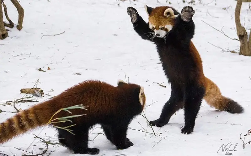 How Red Pandas Fight - Red Pandas' Fighting Stance