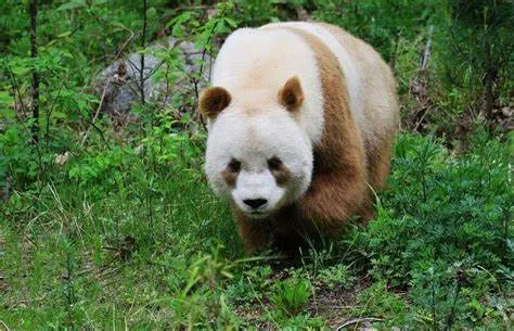 A picture of a Qinling panda