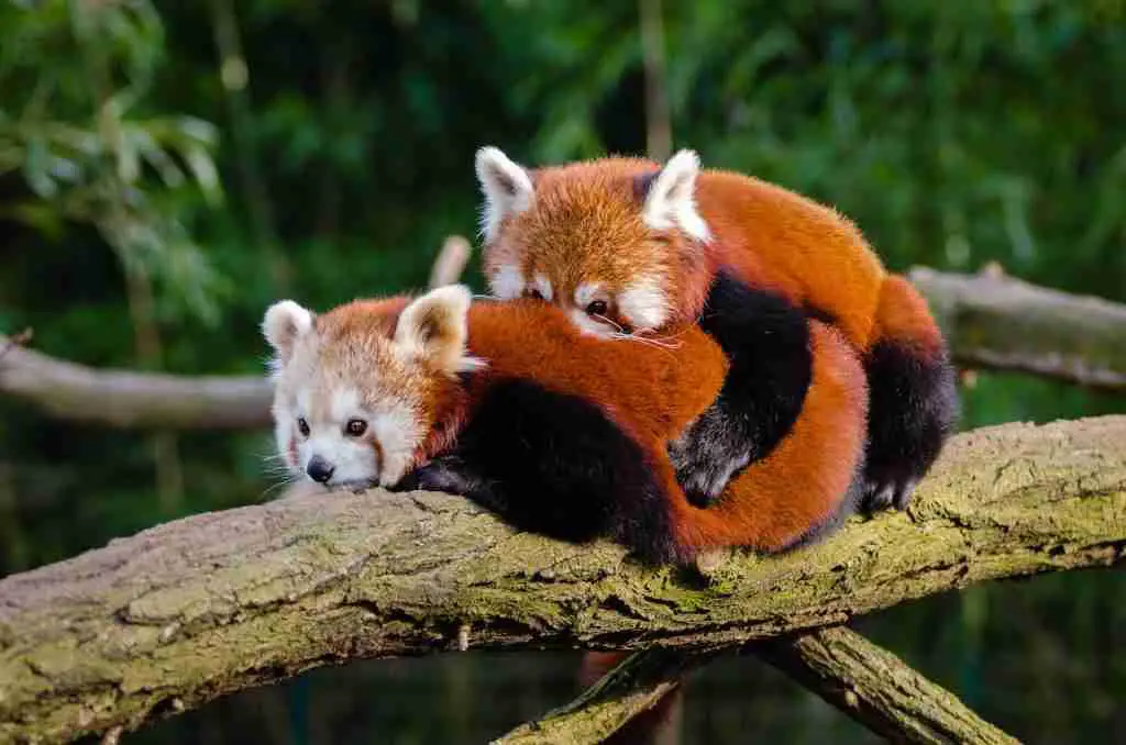 red pandas mating