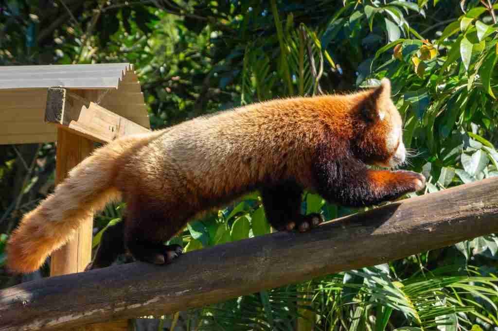 a red panda walking on a tree