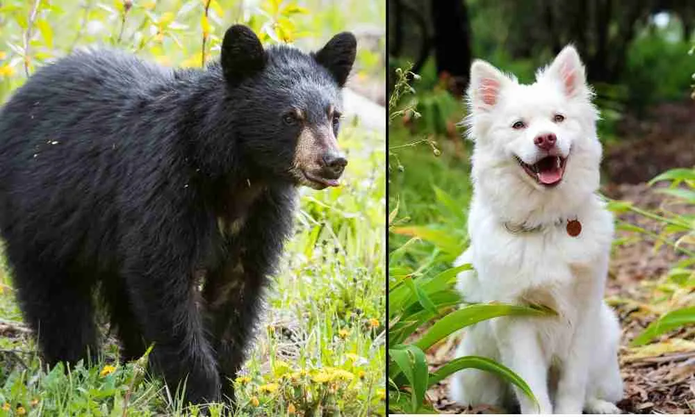 Bears and Dogs - Two Different Species That Cannot Mate Themselves and Produce Hybrids