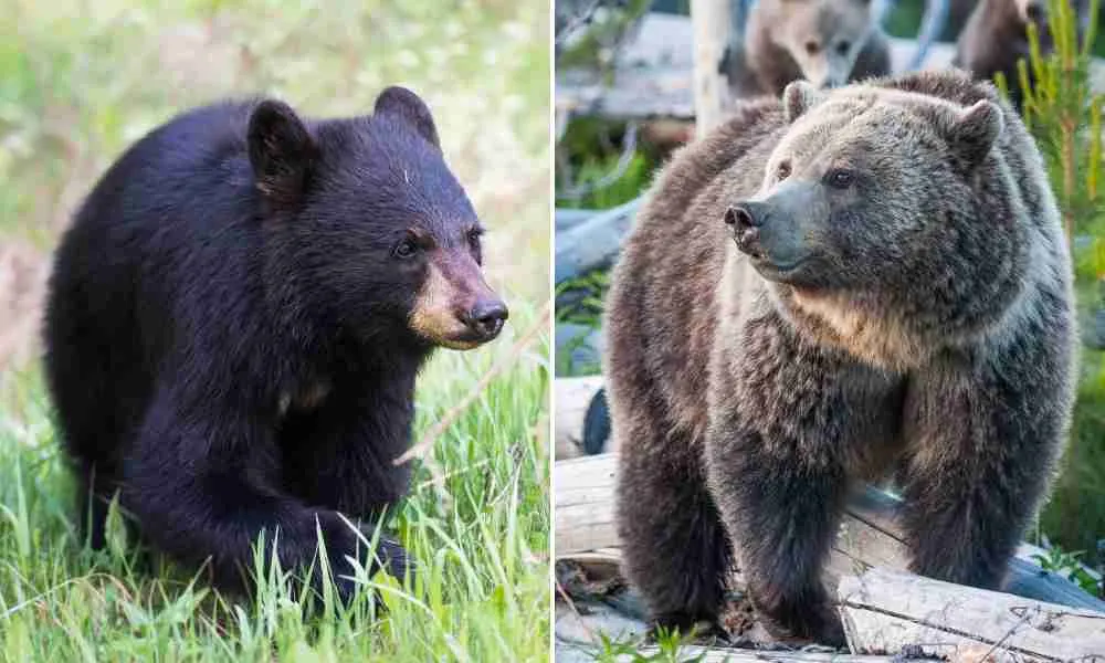Black Bears and Grizzly Bears - Two Bears Species That Can Interbreed