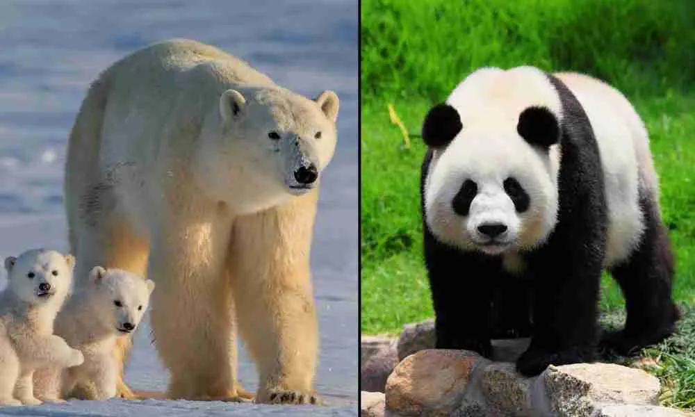Polar Bears and Giant Pandas - Two Different Bear Species That Cannot Mate Successfully