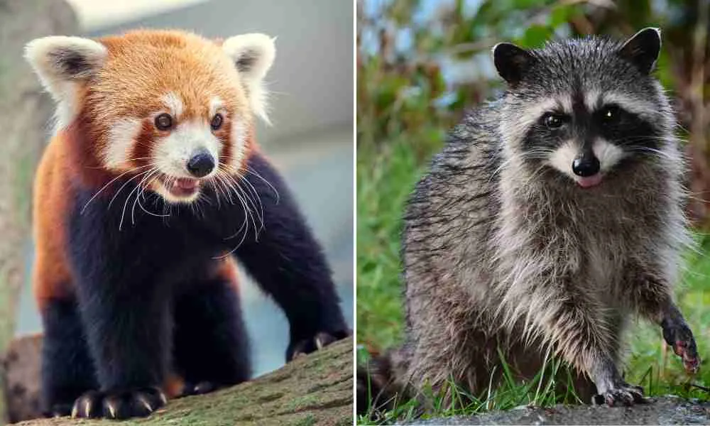 Red Pandas and Raccoons - Two Species That Can't Successfully Mate with Each Other