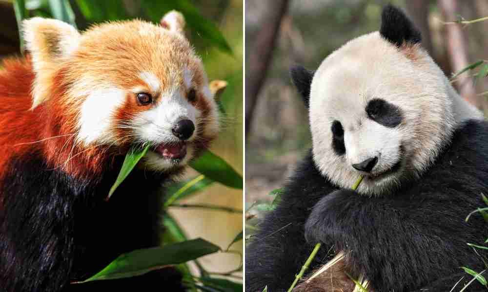 Red Panda and Giant Panda - Two Species That Can't Successfully Mate with Each Other