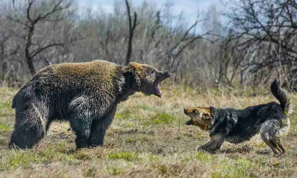 A Dog Barking at a Roaring Grizzly Bear