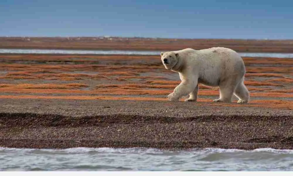 A Polar Bear Active During the Cooler Hours of the Summer Season in Its Habitat