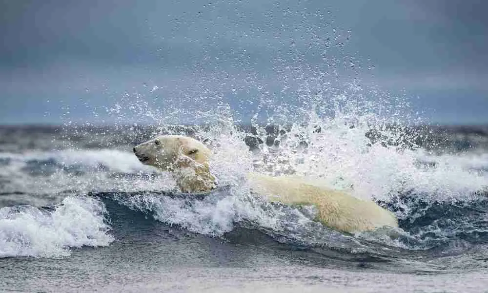 Polar Bear Swimming in Chilly Artic Water
