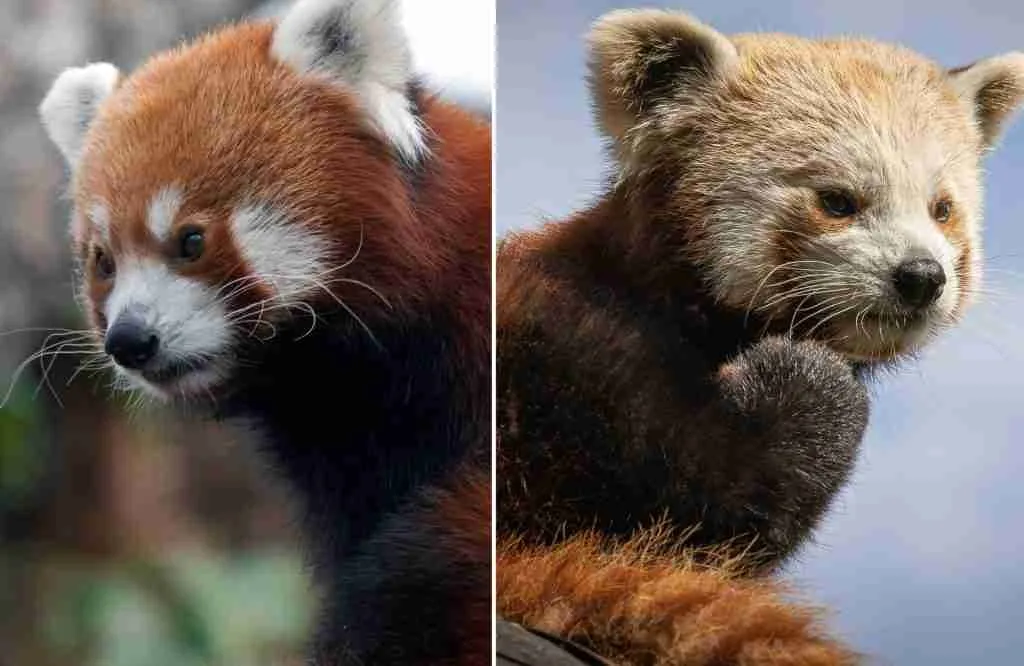 Chinese Red Panda (Left) and the Himalayan Red Panda (Right)