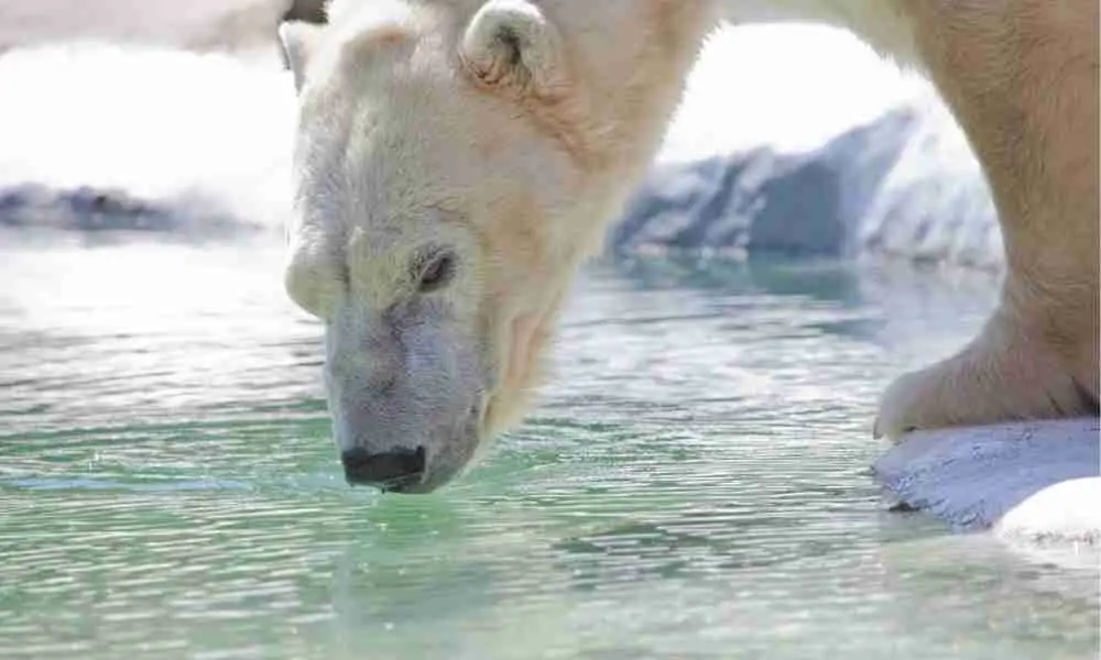 Polar Bear Drinking Water