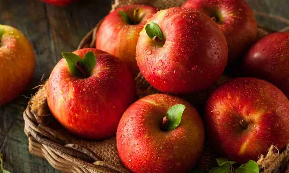 Apples - Healthy Fruits for Red Pandas